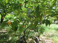 Soller (20) &ndash; &copy; Francisco Javier Burgos Gutierrez (Eberhardt TRAVEL)