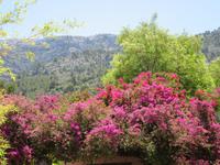 Soller (33) &ndash; &copy; Francisco Javier Burgos Gutierrez (Eberhardt TRAVEL)