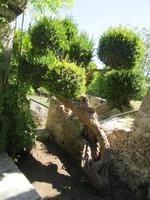 Alfabia (7) &ndash; &copy; Francisco Javier Burgos Gutierrez (Eberhardt TRAVEL)