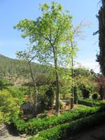 Alfabia (10) &ndash; &copy; Francisco Javier Burgos Gutierrez (Eberhardt TRAVEL)