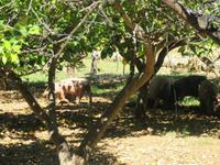 Alfabia (17) &ndash; &copy; Francisco Javier Burgos Gutierrez (Eberhardt TRAVEL)