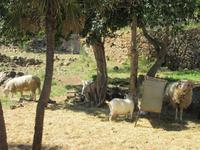 Alfabia (22) &ndash; &copy; Francisco Javier Burgos Gutierrez (Eberhardt TRAVEL)