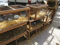 Sineu (3) &ndash; &copy; Francisco Javier Burgos Gutierrez (Eberhardt TRAVEL)