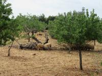 Raixa (2) &ndash; &copy; Francisco Javier Burgos Gutierrez (Eberhardt TRAVEL)