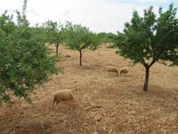 Raixa (3) &ndash; &copy; Francisco Javier Burgos Gutierrez (Eberhardt TRAVEL)