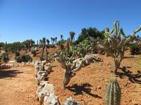 Botanicactus (34) &ndash; &copy; Francisco Javier Burgos Gutierrez (Eberhardt TRAVEL)