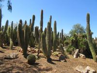 Botanicactus (41) &ndash; &copy; Francisco Javier Burgos Gutierrez (Eberhardt TRAVEL)