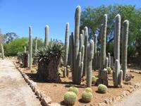 Botanicactus (43) &ndash; &copy; Francisco Javier Burgos Gutierrez (Eberhardt TRAVEL)