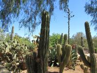 Botanicactus (47) &ndash; &copy; Francisco Javier Burgos Gutierrez (Eberhardt TRAVEL)