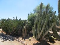 Botanicactus (53) &ndash; &copy; Francisco Javier Burgos Gutierrez (Eberhardt TRAVEL)