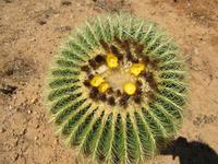Botanicactus (55) &ndash; &copy; Francisco Javier Burgos Gutierrez (Eberhardt TRAVEL)