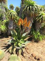 Botanicactus (57) &ndash; &copy; Francisco Javier Burgos Gutierrez (Eberhardt TRAVEL)