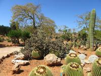 Botanicactus (59) &ndash; &copy; Francisco Javier Burgos Gutierrez (Eberhardt TRAVEL)