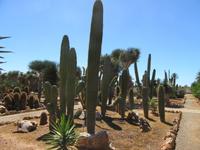 Botanicactus (64) &ndash; &copy; Francisco Javier Burgos Gutierrez (Eberhardt TRAVEL)