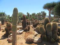 Botanicactus (67) &ndash; &copy; Francisco Javier Burgos Gutierrez (Eberhardt TRAVEL)