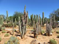Botanicactus (70) &ndash; &copy; Francisco Javier Burgos Gutierrez (Eberhardt TRAVEL)