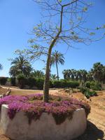 Botanicactus (72) &ndash; &copy; Francisco Javier Burgos Gutierrez (Eberhardt TRAVEL)