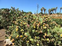 Botanicactus (76) &ndash; &copy; Francisco Javier Burgos Gutierrez (Eberhardt TRAVEL)