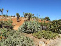 Botanicactus (78) &ndash; &copy; Francisco Javier Burgos Gutierrez (Eberhardt TRAVEL)