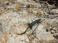 Formentera (21) &ndash; &copy; Francisco Javier Burgos Gutierrez (Eberhardt TRAVEL)