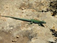 Formentera (24) &ndash; &copy; Francisco Javier Burgos Gutierrez (Eberhardt TRAVEL)