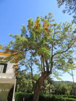 Hort Sant Patrici (17) &ndash; &copy; Francisco Javier Burgos Gutierrez (Eberhardt TRAVEL)