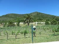 Hort Sant Patrici (18) &ndash; &copy; Francisco Javier Burgos Gutierrez (Eberhardt TRAVEL)