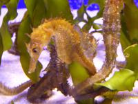 Palma Aquarium &ndash; &copy; Katrin Deutschbein (Eberhardt TRAVEL)