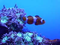 Palma Aquarium &ndash; &copy; Katrin Deutschbein (Eberhardt TRAVEL)