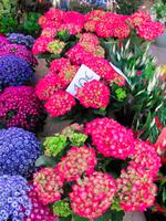 Sineu- Wochenmarkt- &ndash; &copy; Maite Floris-Moser (Eberhardt TRAVEL)