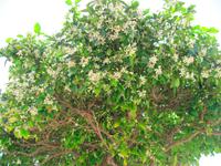 Orangenbaum &ndash; &copy; Maite Floris-Moser (Eberhardt TRAVEL)