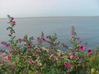 Wilde Malven &ndash; &copy; Maite Floris-Moser (Eberhardt TRAVEL)