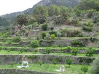 Terrassen-Felder bei Banyalbufar &ndash; &copy; Hans-Joachim Trutz (Eberhardt TRAVEL)