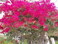 Bougainvillea &ndash; &copy; Martina Pötschke (Eberhardt TRAVEL)
