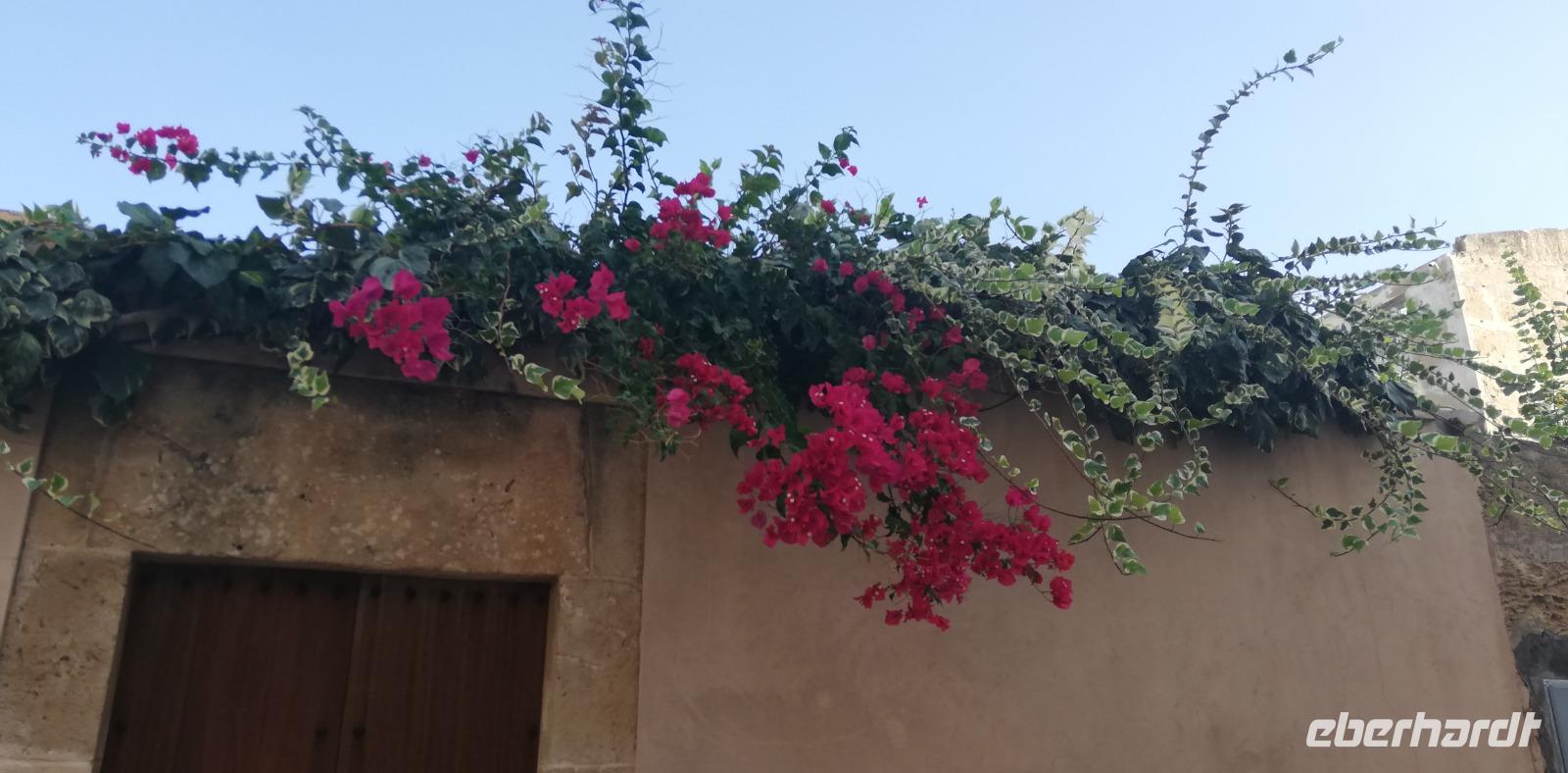 Alcúdia - Hängende Blumenpracht &ndash; &copy; Elena Hinz (Eberhardt TRAVEL)