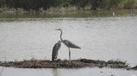 S'Albufera Vogelbeobachtung &ndash; &copy; Elena Hinz (Eberhardt TRAVEL)