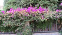 Valldemossa - Blumenpracht &ndash; &copy; Elena Hinz (Eberhardt TRAVEL)