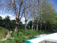 Canal du Midi. Kranke Platanen