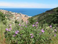 Cote Vermeille &ndash; &copy; Jürgen Schmeißer (Eberhardt TRAVEL)