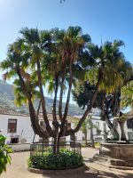 Icod de los Viños &ndash; &copy; Sinah Witzig (Eberhardt TRAVEL)