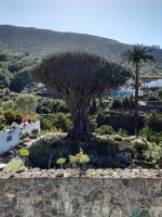 Drago Milenario &ndash; &copy; Sinah Witzig (Eberhardt TRAVEL)