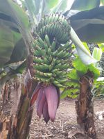 Bananenstaude