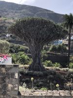 Icod de los Vinos &ndash; &copy; Francisco Javier Burgos Gutierrez (Eberhardt TRAVEL)