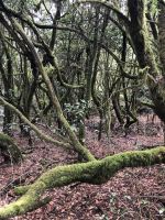 Garajonay  &ndash; &copy; Francisco Javier Burgos Gutierrez (Eberhardt TRAVEL)