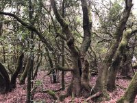 Garajonay  &ndash; &copy; Francisco Javier Burgos Gutierrez (Eberhardt TRAVEL)