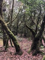 Garajonay  &ndash; &copy; Francisco Javier Burgos Gutierrez (Eberhardt TRAVEL)