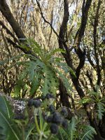 Urwald La Gomera.jpg &ndash; &copy; Katrin Jähne (Eberhardt TRAVEL)