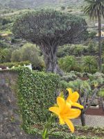 Drachenbaum, Icod de los vinos.jpg &ndash; &copy; Katrin Jähne (Eberhardt TRAVEL)