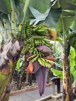 Bananenstaude.jpg &ndash; &copy; Katrin Jähne (Eberhardt TRAVEL)