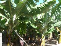 In Agulo &ndash; &copy; Anne Sturm (Eberhardt TRAVEL)